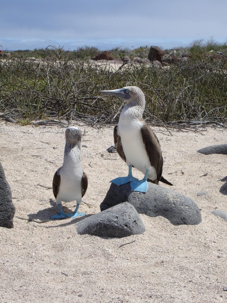 Dsifruta de las exóticas Islas Galápagos